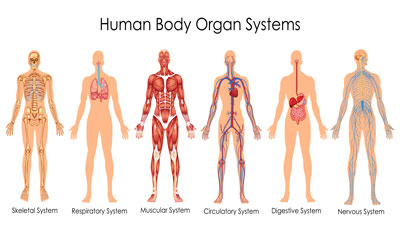 Advanced Diploma in Anatomy and Physiology at Level 7
