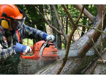 Logging and Chainsaw Safety (US) Course