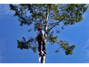 Tree Trimming Safety (US) Course