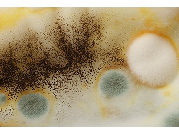 Healthy Buildings: Mold Awareness and Prevention Course