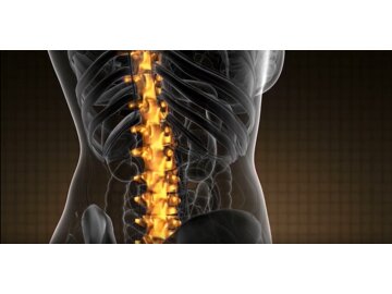 Back Safety: How Your Back Works
