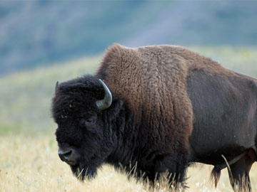Flight of the Buffalo Course