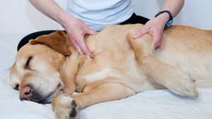 Animal Physical Therapy