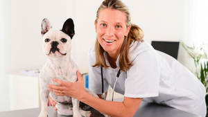 Auxiliar de apoyo veterinario