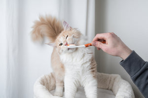 Cuidado esencial de gatos y gatitos