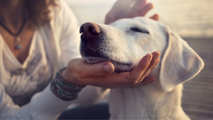 Dog Behavior & Training