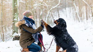 Dog Commands for Beginners