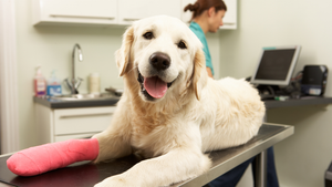 Fisioterapia para animales de compañía