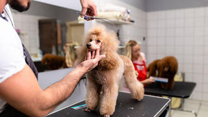 Le Guide Ultime du Toilettage Canin
