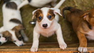 Pet Adoption