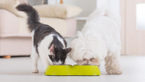 Pet Nutrition