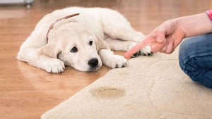 Puppy & New Dog Training