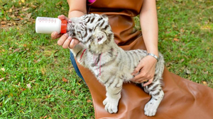 Wildlife Rescue & Rehabilitation