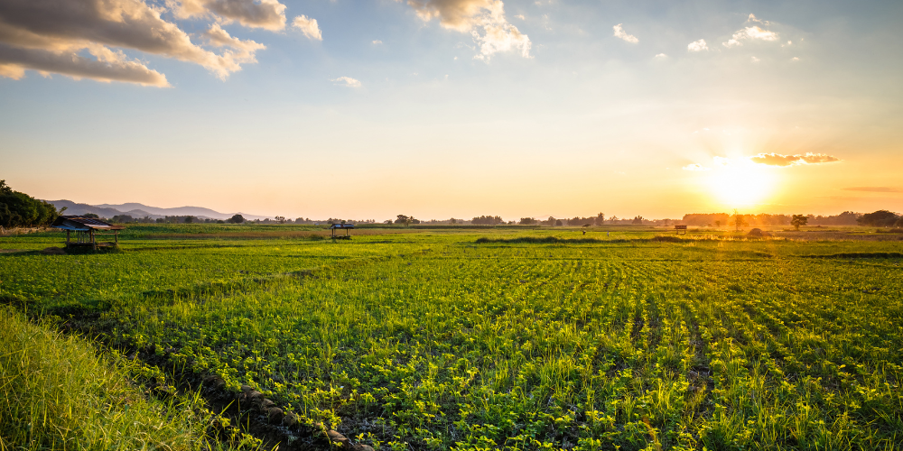 Level 3 Access To Higher Education Diploma (Land Based Studies) - Environmental Pathway