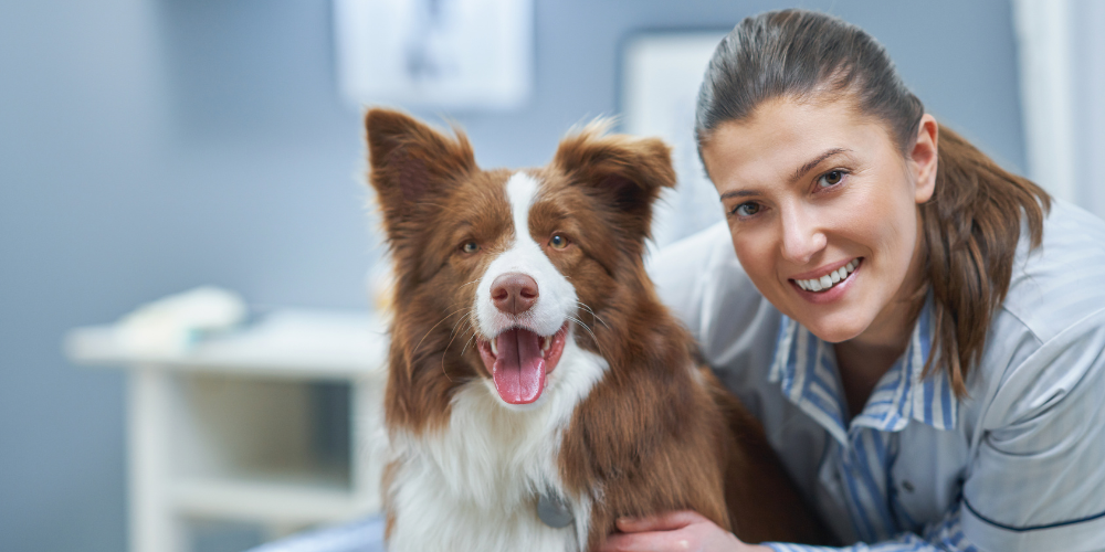 Level 3 Access To Higher Education Diploma (Land Based Studies) - Animal Pathway